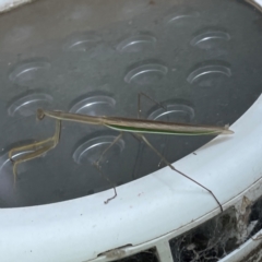 Tenodera australasiae at Russell, ACT - 23 Jan 2024