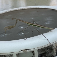 Tenodera australasiae at Russell, ACT - 23 Jan 2024