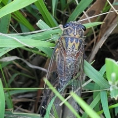 Galanga labeculata (Double-spotted cicada) at Whitlam, ACT - 23 Jan 2024 by trevorpreston