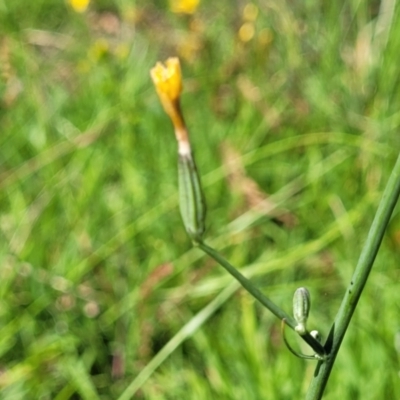 Chondrilla juncea (Skeleton Weed) at Molonglo River Reserve - 23 Jan 2024 by trevorpreston