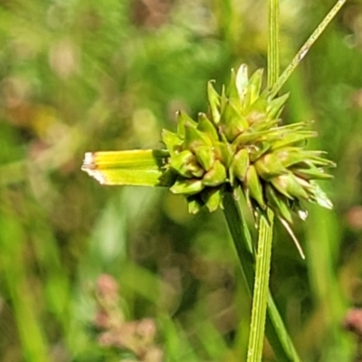 Carex inversa (Knob Sedge) at Belconnen, ACT - 23 Jan 2024 by trevorpreston