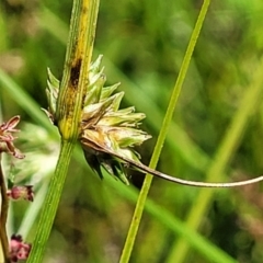 Carex inversa at Kama - 23 Jan 2024