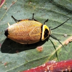 Ellipsidion australe (Austral Ellipsidion cockroach) at Whitlam, ACT - 23 Jan 2024 by trevorpreston