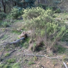 Cassinia quinquefaria (Rosemary Cassinia) at Aranda Bushland - 23 Jan 2024 by lbradley