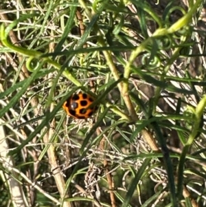 Harmonia conformis at Aranda, ACT - 23 Jan 2024