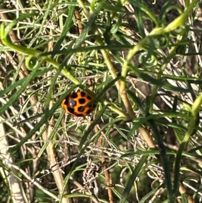 Harmonia conformis (Common Spotted Ladybird) at Aranda, ACT - 23 Jan 2024 by lbradley