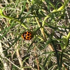 Harmonia conformis (Common Spotted Ladybird) at Aranda Bushland - 23 Jan 2024 by lbradley