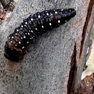 Paropsis (paropsine) genus-group at Goorooyarroo NR (ACT) - 2 Dec 2023