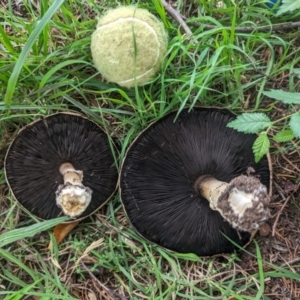 Agaricus sp. at Giralang, ACT - 23 Jan 2024 07:43 AM