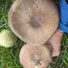 Agaricus sp. at Giralang, ACT - 23 Jan 2024