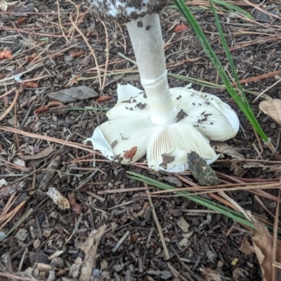 Amanita phalloides (Death Cap) at Giralang, ACT - 23 Jan 2024 by AlexGM