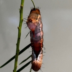 Neola semiaurata (Wattle Notodontid Moth) at Lyons, ACT - 23 Jan 2024 by ajlandford