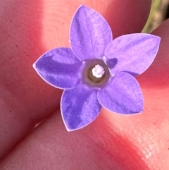 Wahlenbergia sp. (Bluebell) at Aranda Bushland - 23 Jan 2024 by lbradley