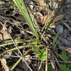 Wahlenbergia sp. at Cook, ACT - 23 Jan 2024 06:48 PM