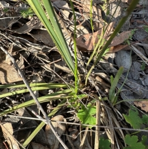 Wahlenbergia sp. at Cook, ACT - 23 Jan 2024 06:48 PM