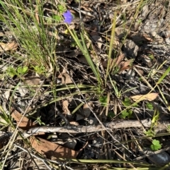 Wahlenbergia sp. at Cook, ACT - 23 Jan 2024 06:48 PM