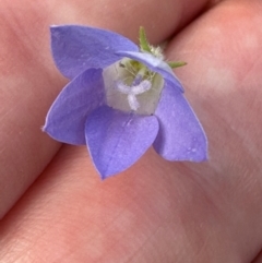 Wahlenbergia sp. at Aranda, ACT - 23 Jan 2024