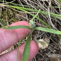 Wahlenbergia sp. at Aranda, ACT - 23 Jan 2024