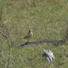 Anthus australis (Australian Pipit) at Mt Holland - 21 Jan 2024 by danswell