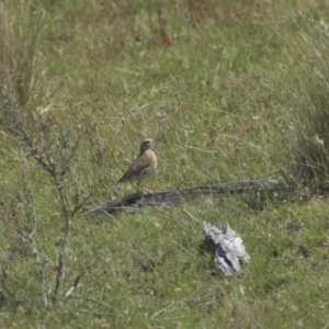 Anthus australis at Mt Holland - 21 Jan 2024