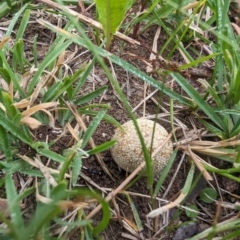 Lycoperdon sp. (Puffball) at Giralang, ACT - 22 Jan 2024 by AlexGM