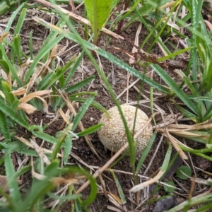 Lycoperdon sp. at Giralang, ACT - 23 Jan 2024