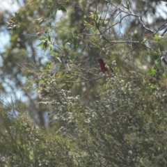 Platycercus elegans (Crimson Rosella) at Tinderry, NSW - 21 Jan 2024 by danswell