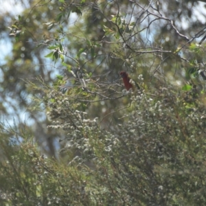 Platycercus elegans at Mt Holland - 21 Jan 2024