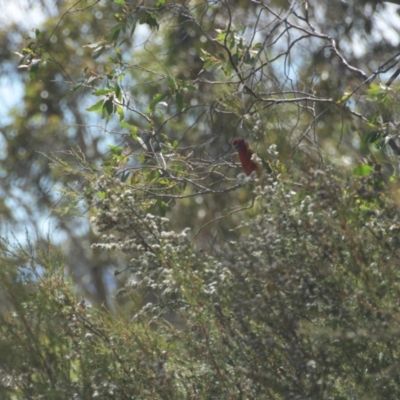 Platycercus elegans (Crimson Rosella) at Tinderry, NSW - 21 Jan 2024 by danswell