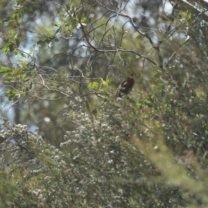 Platycercus elegans at Mt Holland - 21 Jan 2024