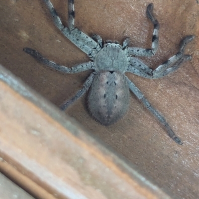 Isopedella pessleri (A huntsman spider) at Watson, ACT - 23 Jan 2024 by AniseStar