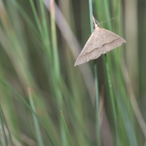 Epidesmia hypenaria at Mt Holland - 21 Jan 2024