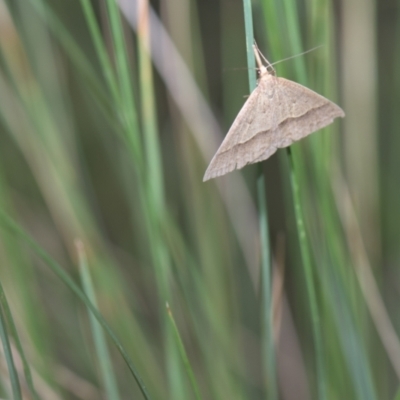 Epidesmia hypenaria (Long-nosed Epidesmia) at Tinderry, NSW - 21 Jan 2024 by danswell