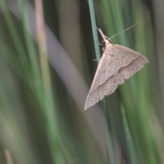 Epidesmia hypenaria at Mt Holland - 21 Jan 2024