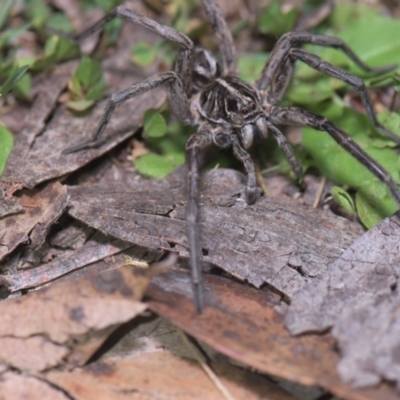 Tasmanicosa sp. (genus) (Unidentified Tasmanicosa wolf spider) at Tinderry, NSW - 21 Jan 2024 by danswell