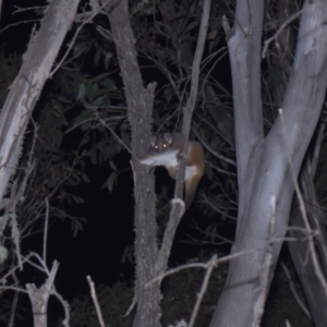 Pseudocheirus peregrinus at Mt Holland - 21 Jan 2024 09:47 PM