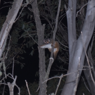 Pseudocheirus peregrinus (Common Ringtail Possum) at Tinderry, NSW - 21 Jan 2024 by danswell
