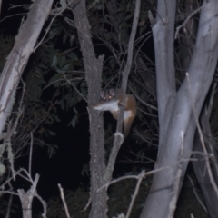 Pseudocheirus peregrinus (Common Ringtail Possum) at Mt Holland - 21 Jan 2024 by danswell
