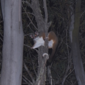 Pseudocheirus peregrinus at Mt Holland - 21 Jan 2024