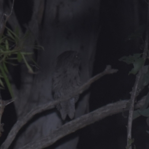 Podargus strigoides at Mt Holland - 21 Jan 2024 09:49 PM