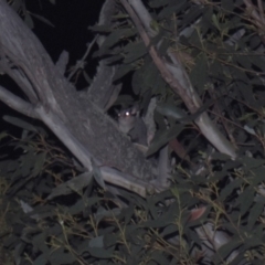 Petaurus notatus (Krefft’s Glider, Sugar Glider) at Tinderry, NSW - 21 Jan 2024 by danswell