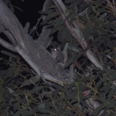 Petaurus notatus (Krefft’s Glider, Sugar Glider) at Mt Holland - 21 Jan 2024 by danswell