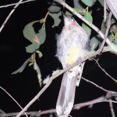 Anthochaera carunculata (Red Wattlebird) at Tinderry, NSW - 21 Jan 2024 by danswell