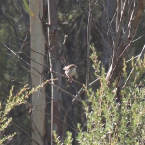 Malurus cyaneus at Mt Holland - 22 Jan 2024