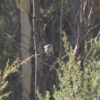 Malurus cyaneus (Superb Fairywren) at Mt Holland - 21 Jan 2024 by danswell