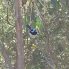 Malurus cyaneus at Mt Holland - 22 Jan 2024