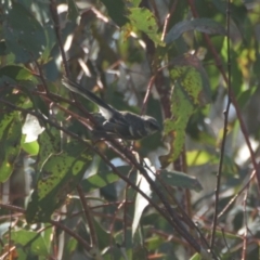 Rhipidura albiscapa (Grey Fantail) at Mt Holland - 22 Jan 2024 by danswell