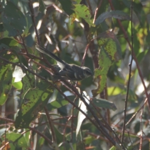 Rhipidura albiscapa at Mt Holland - 22 Jan 2024 09:57 AM