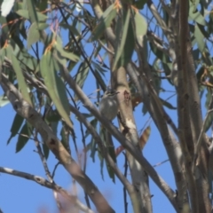 Caligavis chrysops (Yellow-faced Honeyeater) at Mt Holland - 22 Jan 2024 by danswell