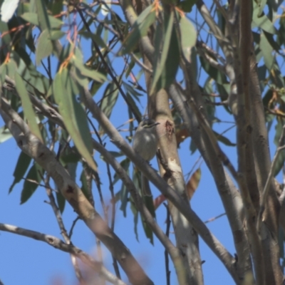 Caligavis chrysops (Yellow-faced Honeyeater) at Tinderry, NSW - 22 Jan 2024 by danswell